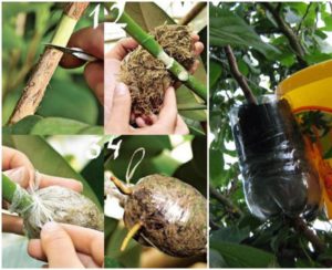 Règles d'élevage pour les boutures de prunier de cerisier en été et les étapes de croissance d'un arbre à partir d'une brindille