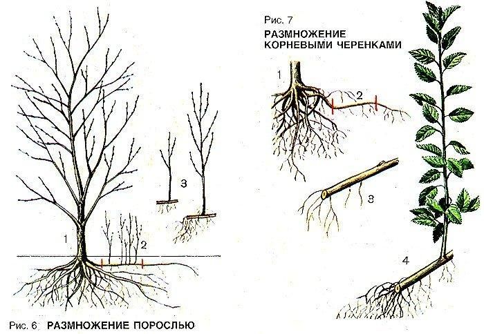 Instructions pour la multiplication des prunes par boutures en été: de la préparation des boutures au soin d'un plant