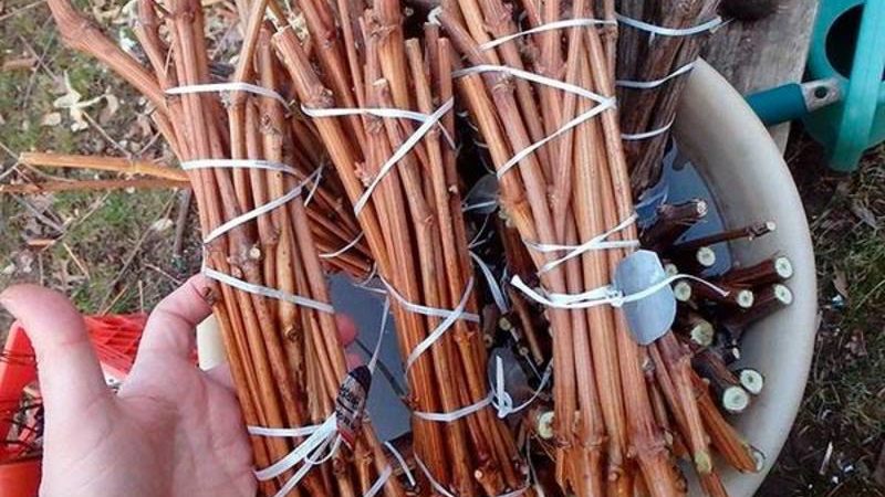 Quand (en quel mois) et comment planter des raisins avec des boutures