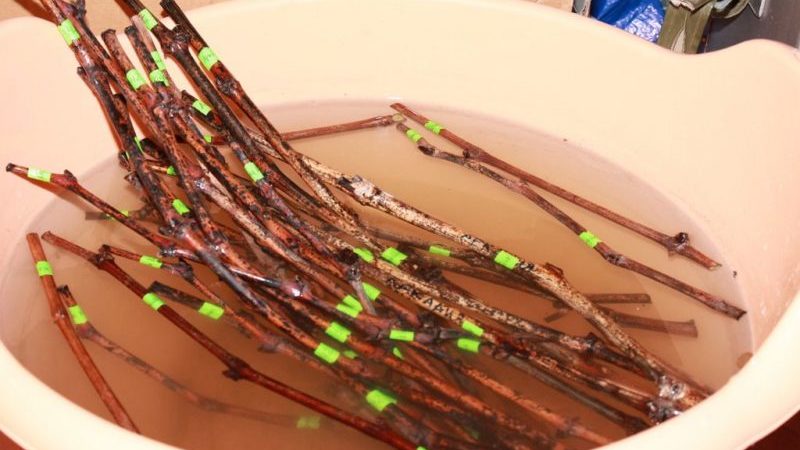 Quand (en quel mois) et comment planter des raisins avec des boutures