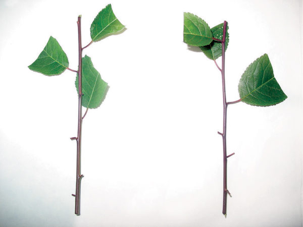 Règles d'élevage pour les boutures de prunier de cerisier en été et les étapes de croissance d'un arbre à partir d'une brindille