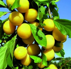 Règles d'élevage pour les boutures de prunier de cerisier en été et les étapes de croissance d'un arbre à partir d'une brindille