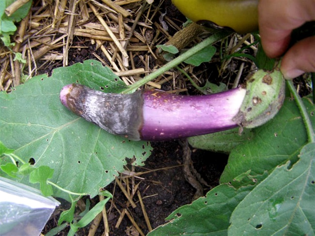Les meilleurs moyens de traiter les maladies des aubergines: photo et description
