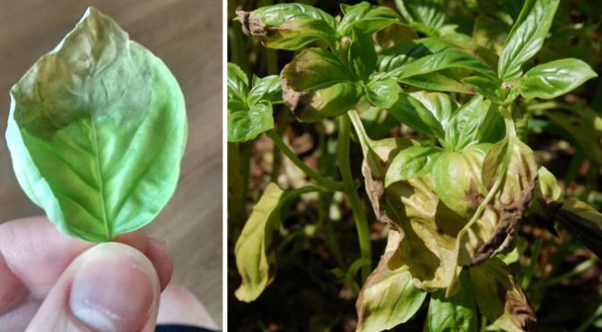 Découvrir pourquoi le basilic jaunit et éliminer efficacement le problème