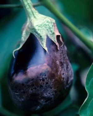 Les meilleurs moyens de traiter les maladies des aubergines: photo et description
