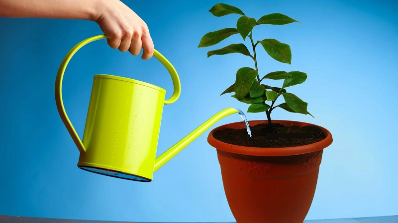 Comment arroser correctement le citron d'intérieur