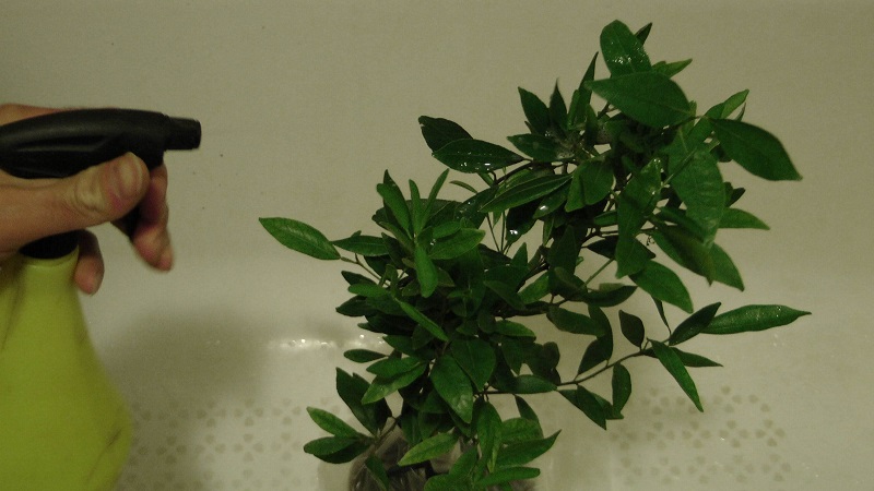 Comment arroser correctement le citron d'intérieur