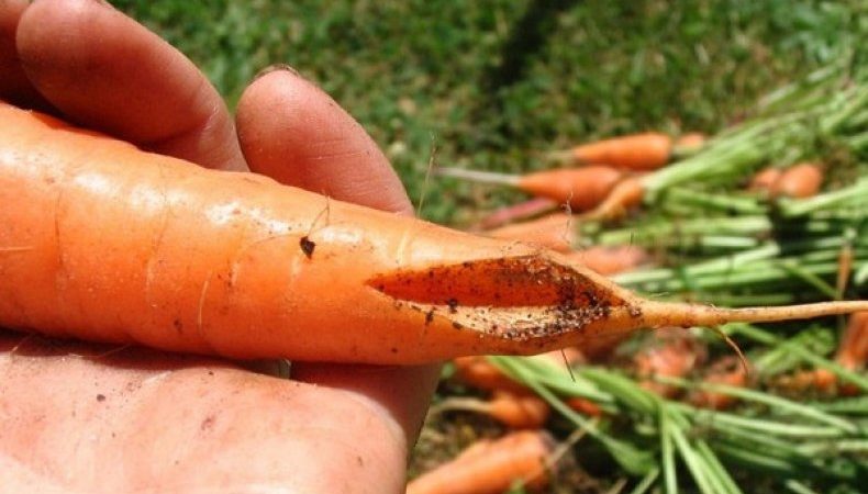 Que faire si les carottes éclatent et se fissurent dans le jardin et pourquoi cela se produit