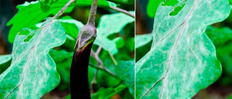 Les meilleurs moyens de traiter les maladies des aubergines: photo et description