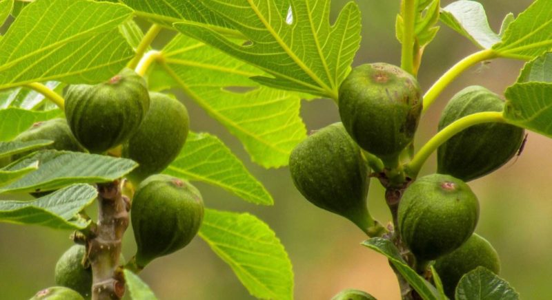 Combien et à quelle fréquence arroser les figues en été: instructions pour les débutants