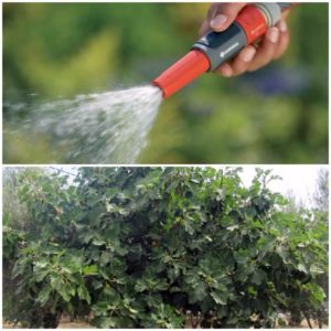 Combien et à quelle fréquence arroser les figues en été: instructions pour les débutants