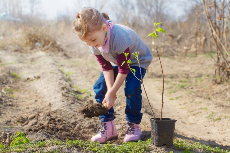 Guide du débutant pour planter des amandes à l'automne