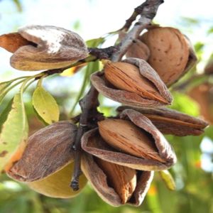 Guide du débutant pour planter des amandes à l'automne