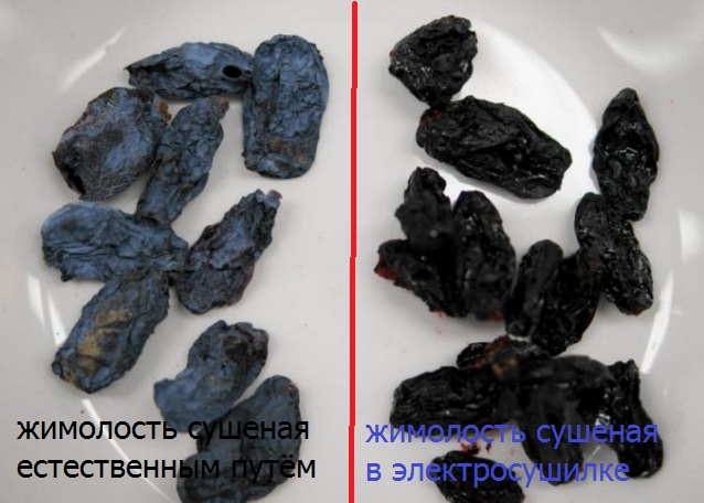 Comment sécher le chèvrefeuille pour l'hiver à la maison