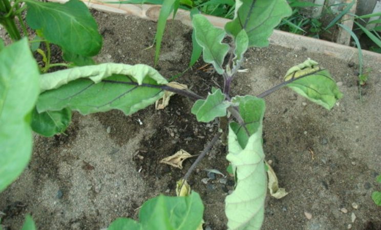 Les meilleurs moyens de traiter les maladies des aubergines: photo et description