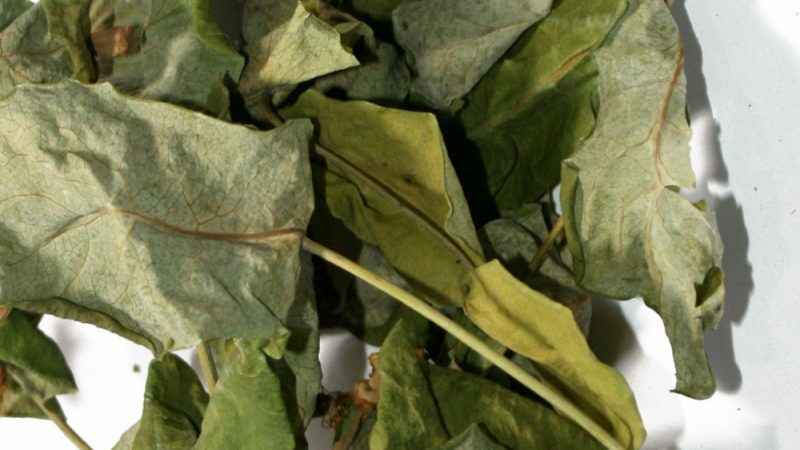 Comment sécher le chèvrefeuille pour l'hiver à la maison