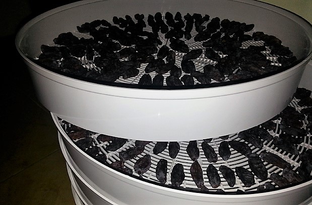 Comment sécher le chèvrefeuille pour l'hiver à la maison