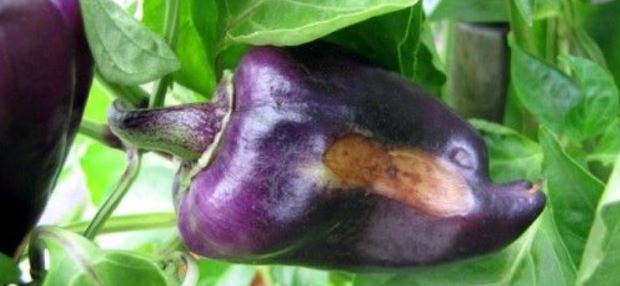 Les meilleurs moyens de traiter les maladies des aubergines: photo et description