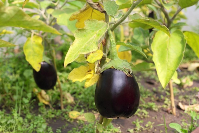 Les meilleurs moyens de traiter les maladies des aubergines: photo et description